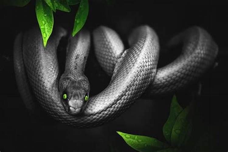女人梦见黑蛇是什么意思