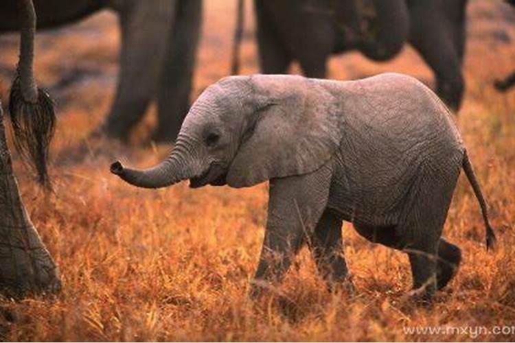 胎梦梦到小象是生男宝女宝