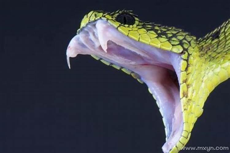 女人梦见吃蛇是什么意思