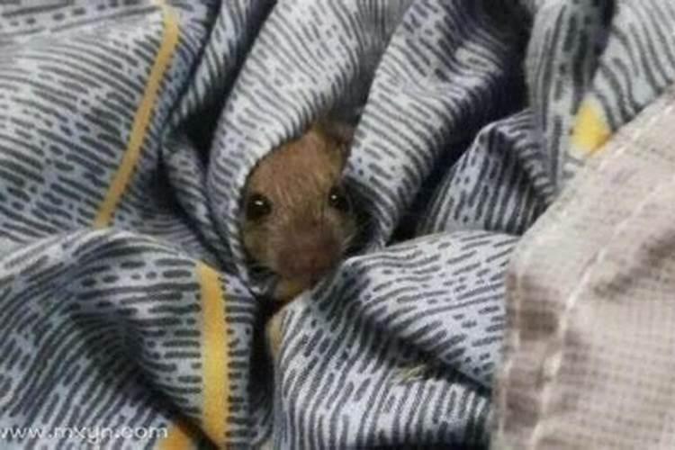 梦见老鼠爬到自己床上