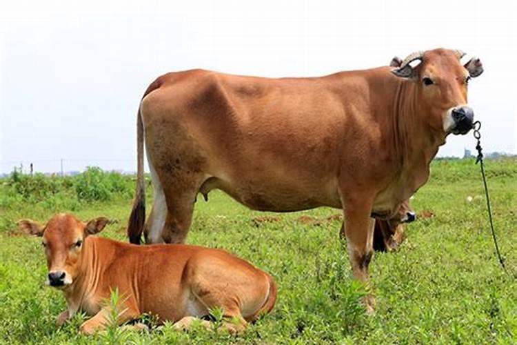 孕妇梦见牛打自己是什么预兆