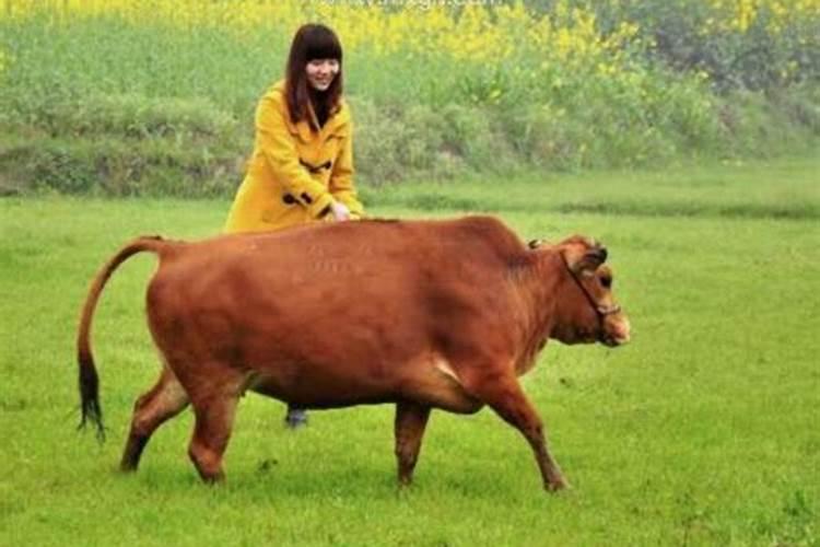 孕妇梦见牛来撞自己是什么意思
