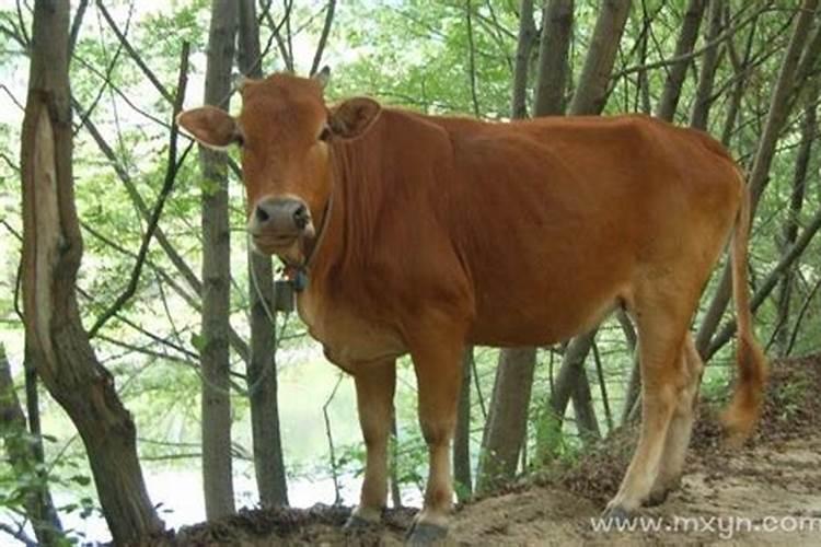 孕妇梦见牛来撞自己是什么意思