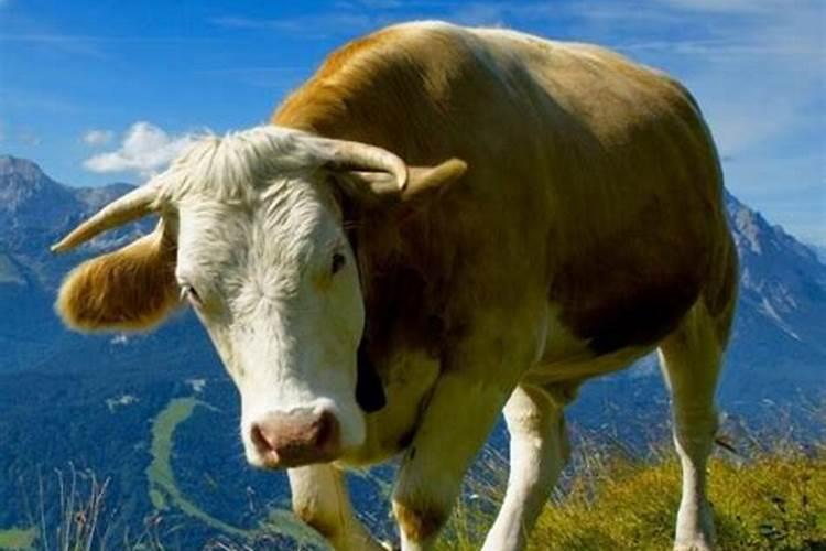 梦见牛是什么预兆吗