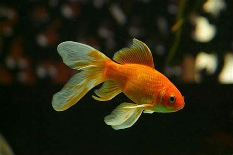 梦见红色的金鱼在缸游不动