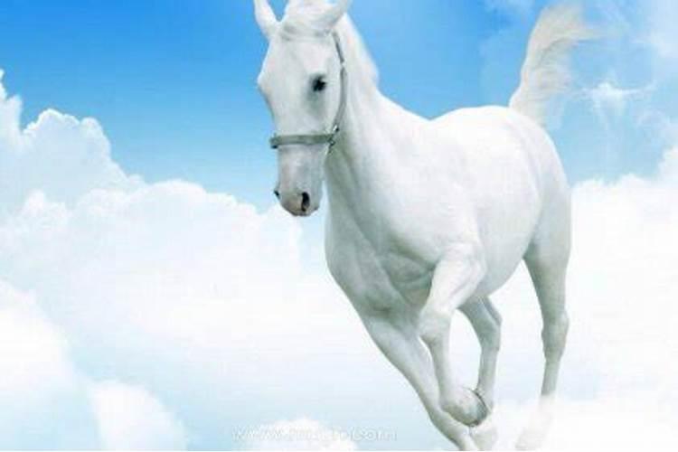 梦见白马是什么寓意呢