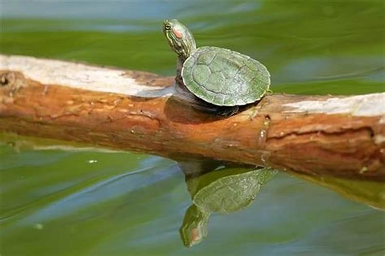 梦见梦见乌龟是什么意思呢