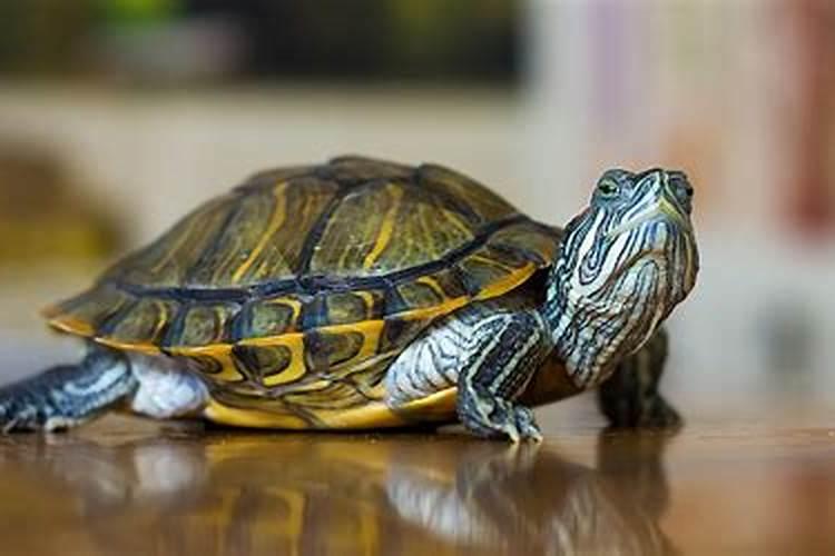 梦见梦见乌龟是什么意思呢