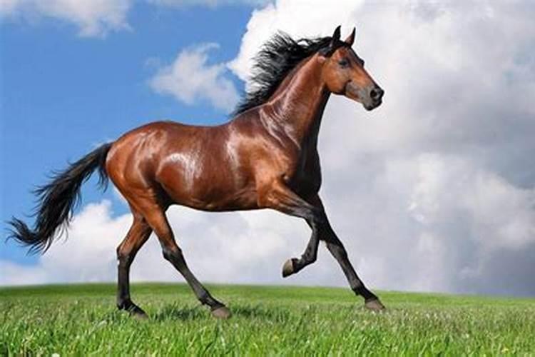梦见一个马是什么意思周公解梦