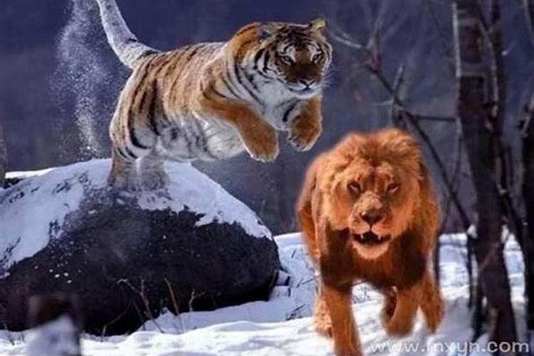 梦见老虎狮子是什么预兆