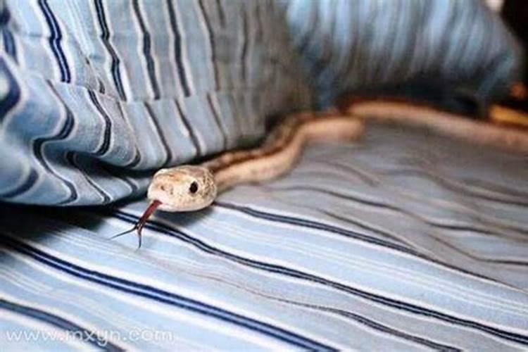 梦见家里有很多蛇是怎么回事