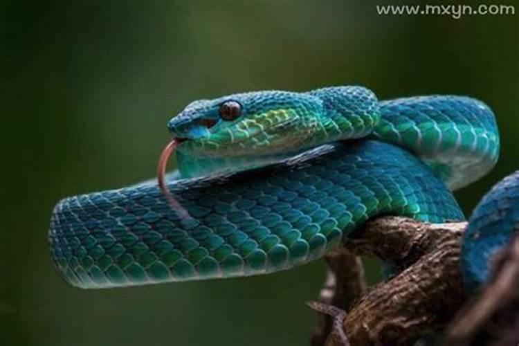 梦见蓝色的蛇是什么预兆
