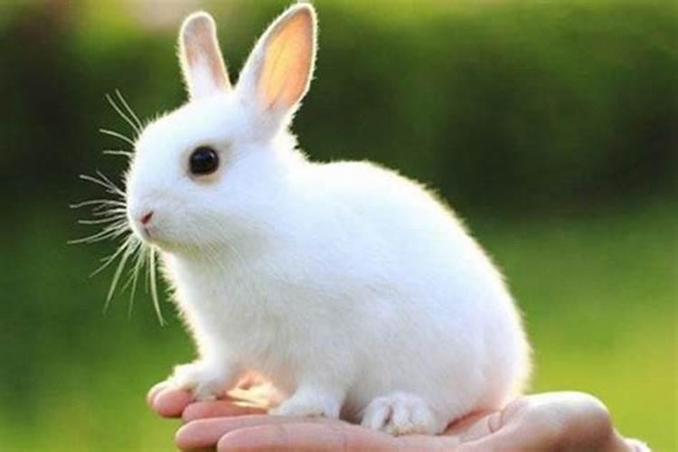 兔的本命年是哪几年