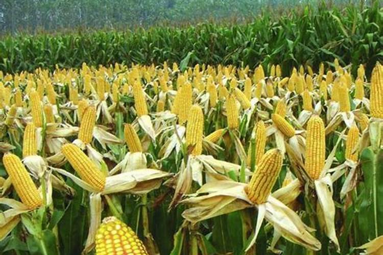 梦见摘玉米是什么预兆