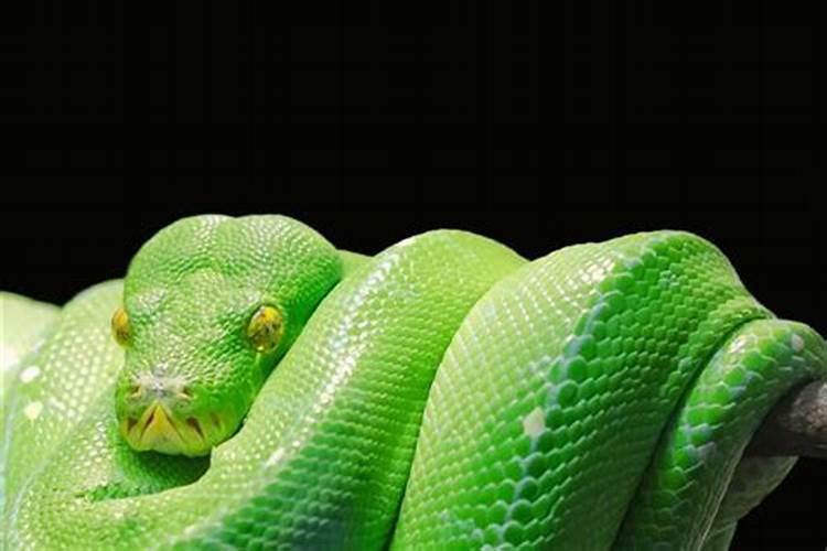 梦见蟒蛇是什么寓意