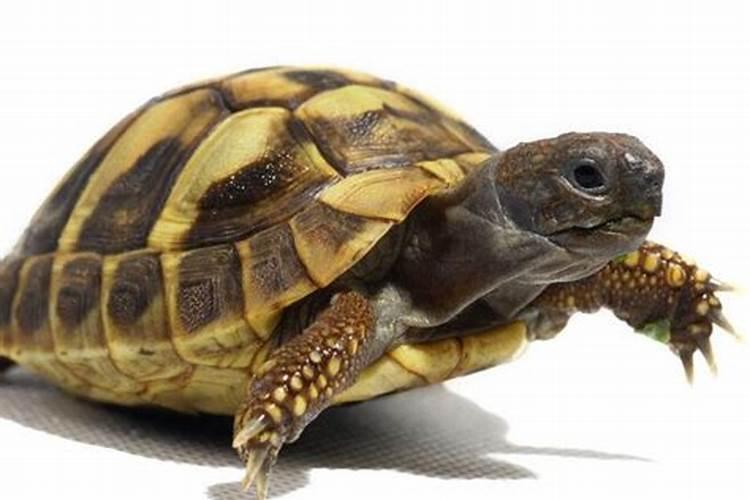 梦见乌龟是什么兆头