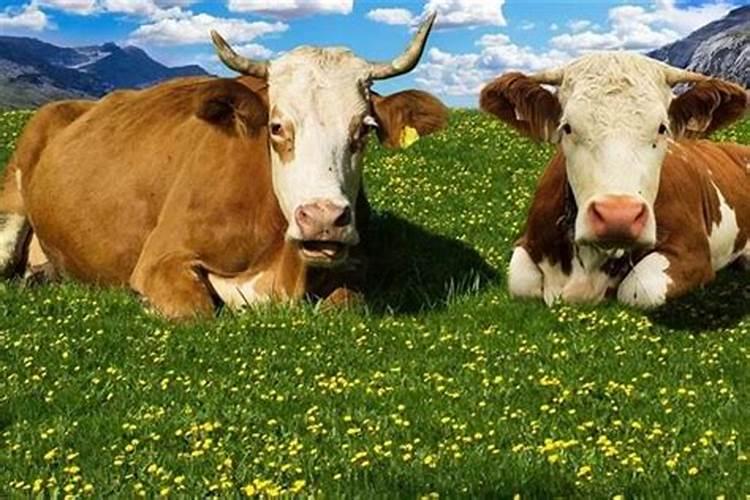 梦见杀牛是什么