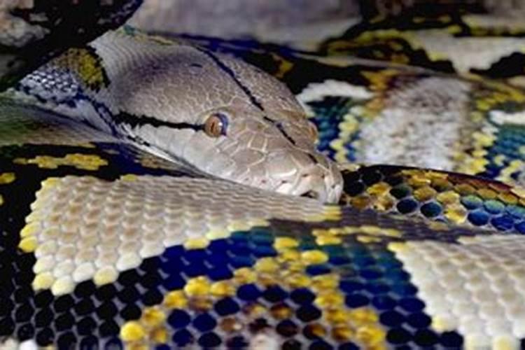 经常梦见大蟒蛇是什么征兆