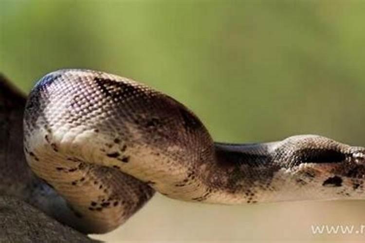 女人梦见大蟒蛇是什么意思又把它打死7