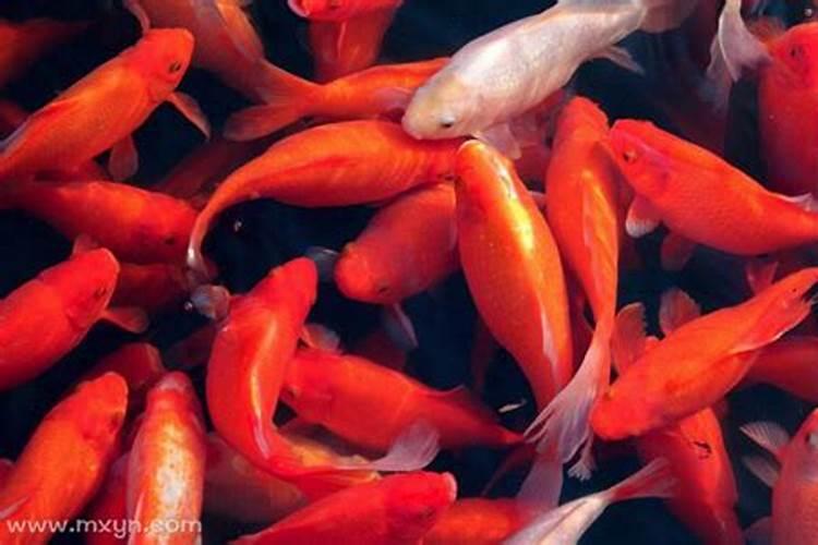 梦见红色金鱼在水中游来游去