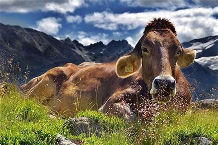 梦见杀牛是什么意思有什么预兆