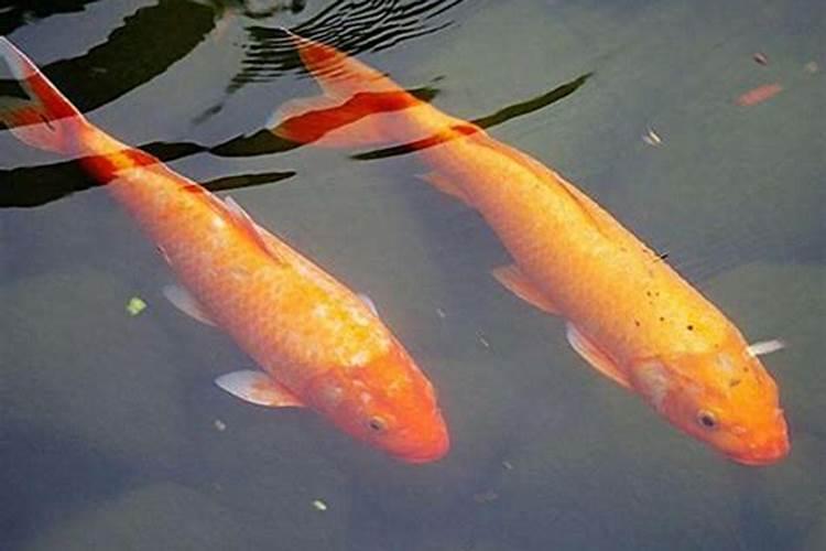怀孕梦见红色鲤鱼是男是女