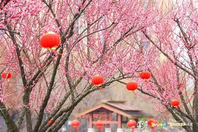 春节去哪赏梅
