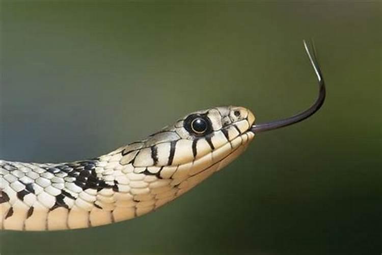 女人梦见蛇是怀孕了的意思吗