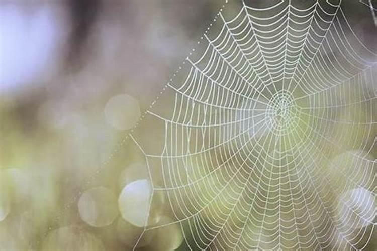 梦见蜘蛛网是什么意思