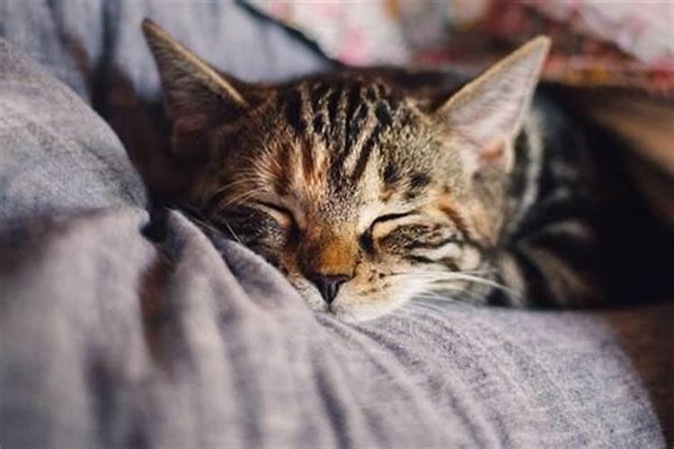 梦见死猫意味着什么