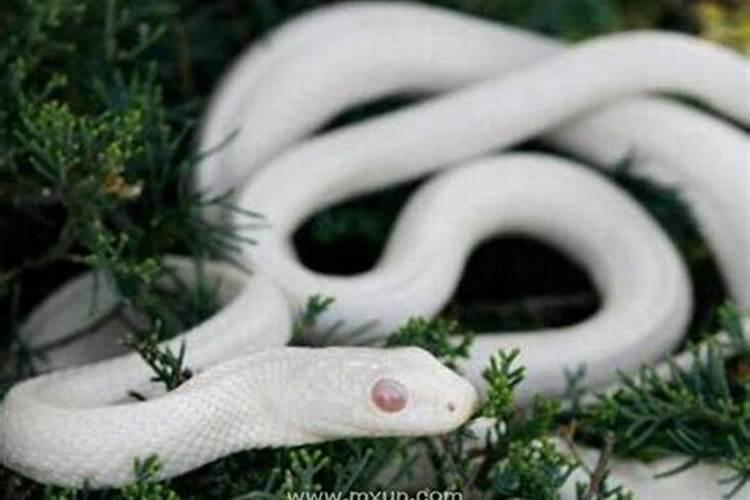 做梦梦见大白蛇是什么意思呀