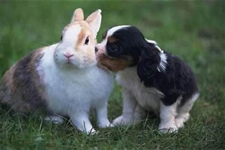 兔与兔的婚姻相配吗
