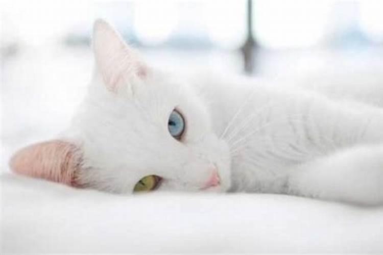 梦里梦见白猫寓意什么