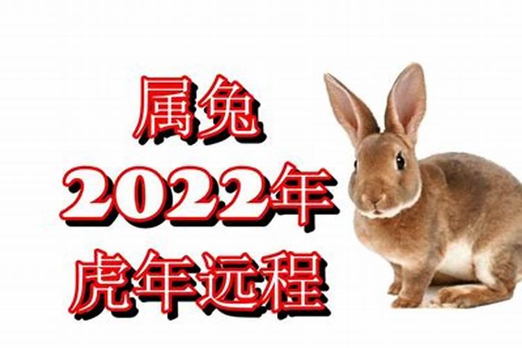 属兔的虎年运势2023年运势