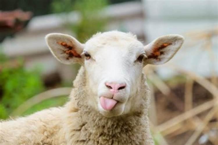 怀孕期间梦到羊是什么意思啊