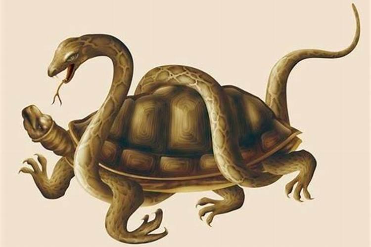 梦见乌龟和蛇是什么意思