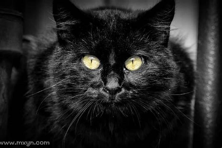 梦见黑猫扑向自己咬我吓醒
