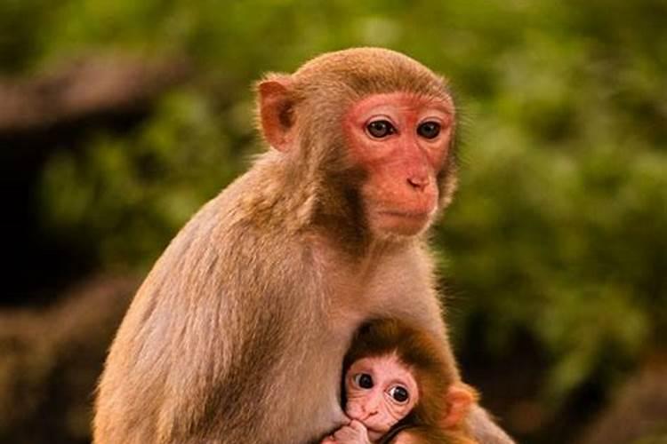 生肖猴的出生月份运势