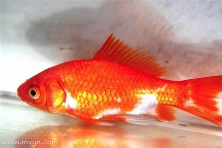 梦见红色的鱼是什么意思