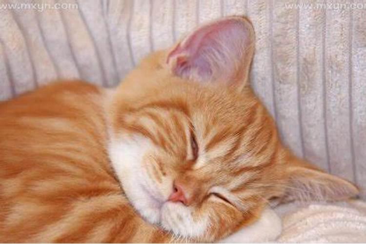 梦见抱着猫是什么意思呢周公解梦