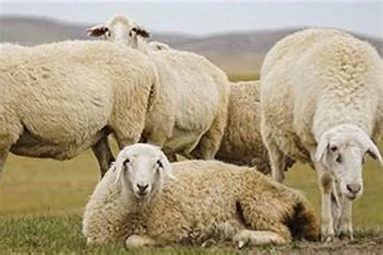 羊和羊的属相在一起好不好