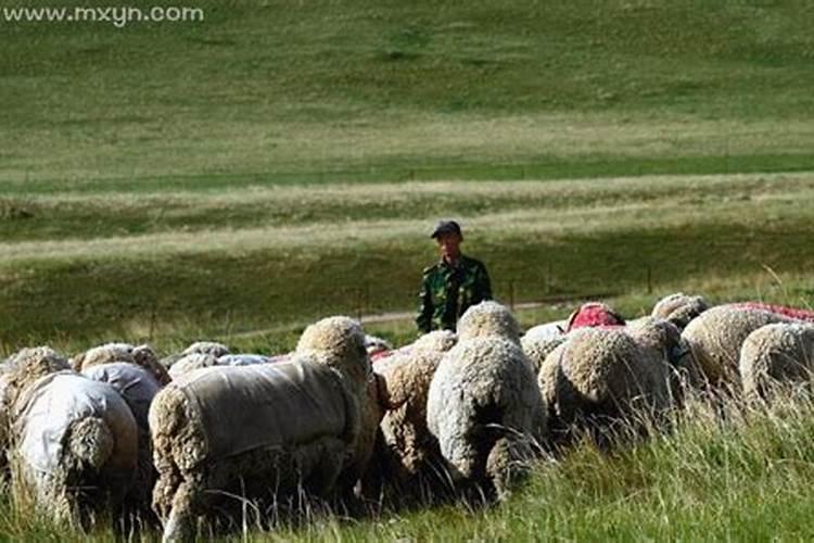 梦到放羊是什么意思？