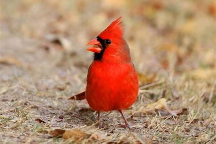 梦见很多红色的鸟是什么意思