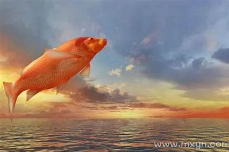 梦见红色大鲤鱼在天上飞