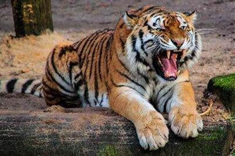 梦见老虎是什么意思是吉还是凶
