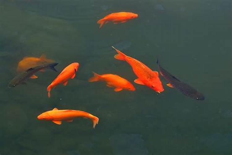 梦到很多红色的鲤鱼什么意思