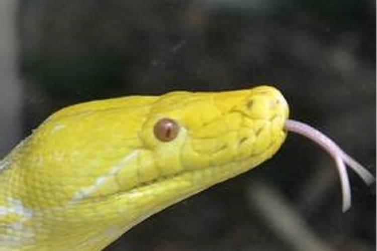 怀孕三个月了梦到一条黄色的蛇还有好多小蛇是什么情况