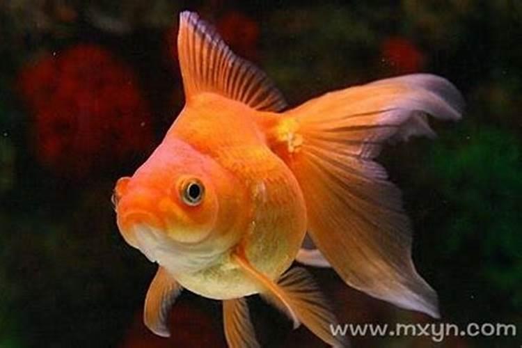 梦见红色金鱼在水中游来游去