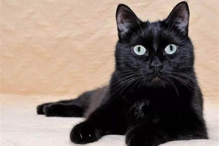 梦见黑猫是什么兆头