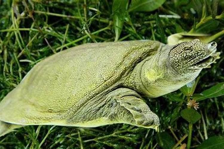 梦到甲鱼和乌龟是什么预兆